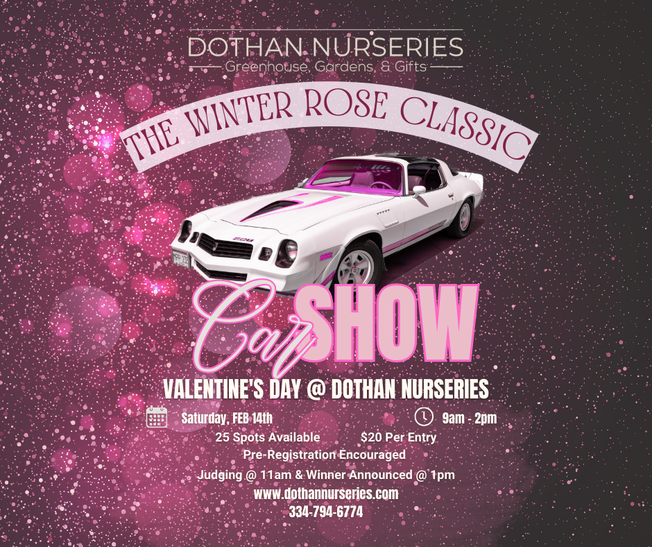 The Winter Rose Classic Car Show