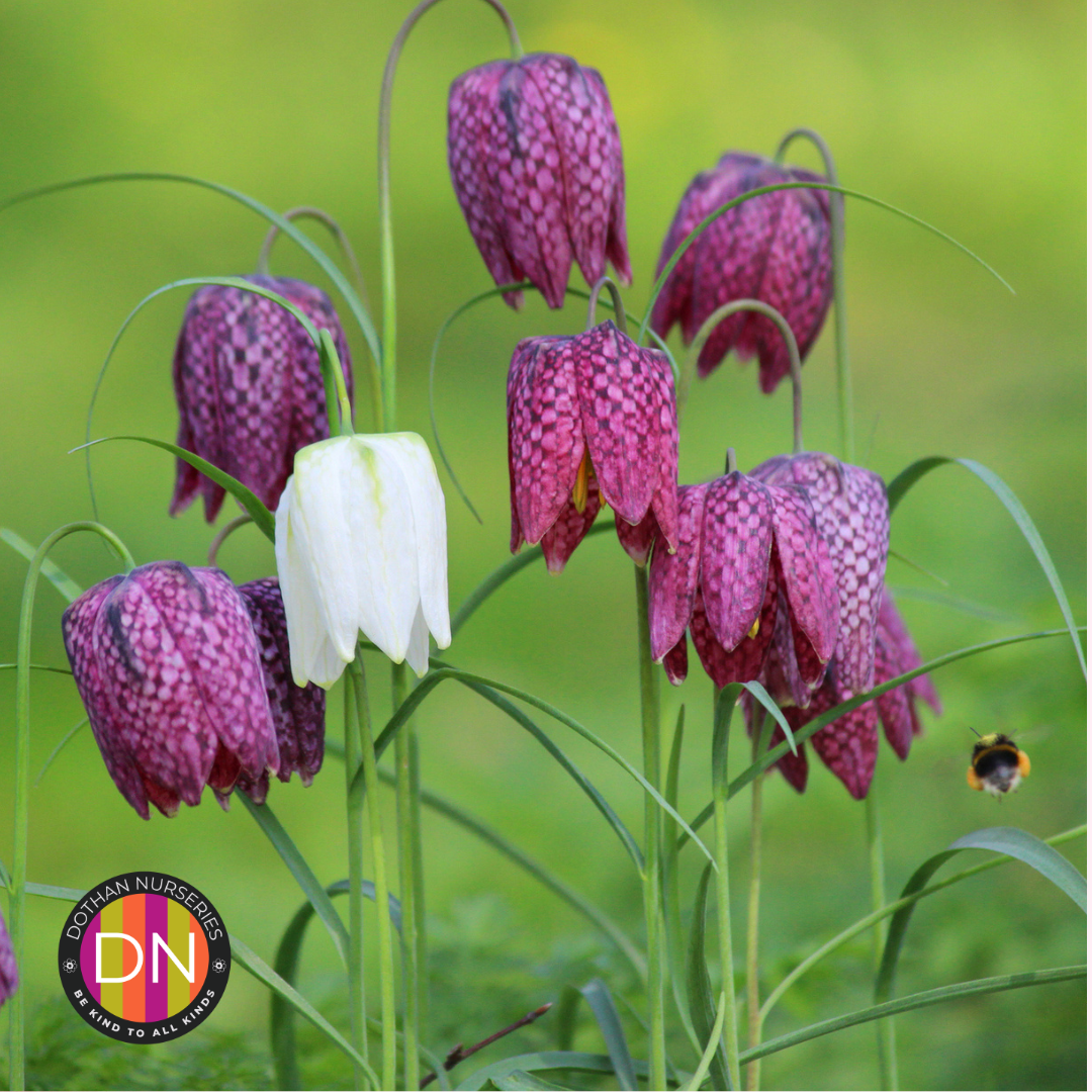 Fritillaria Meleagris Chess Flower Bulbs