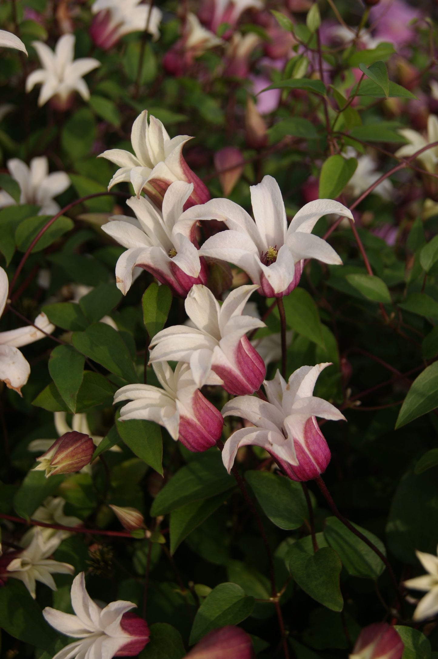 Texensis Princess Kate Clematis