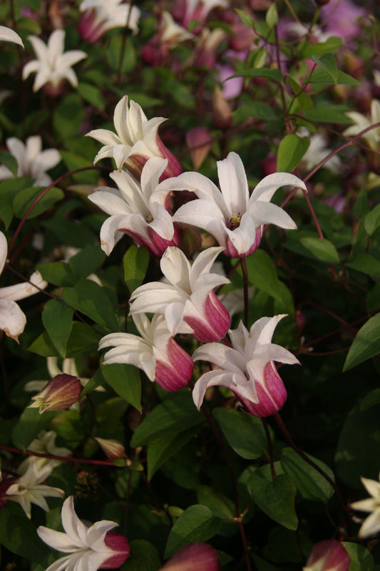 Texensis Princess Kate Clematis
