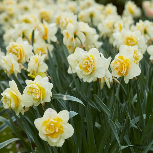 Narcissus ‘Double Lingerie’ 🌼🤍