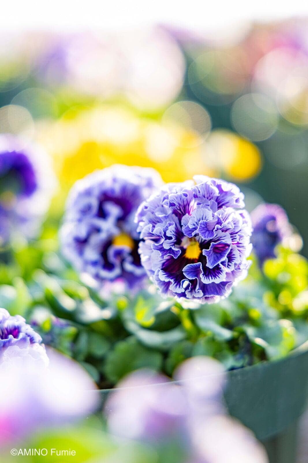🌙💜 Elegance Pansy – Twilight Collection