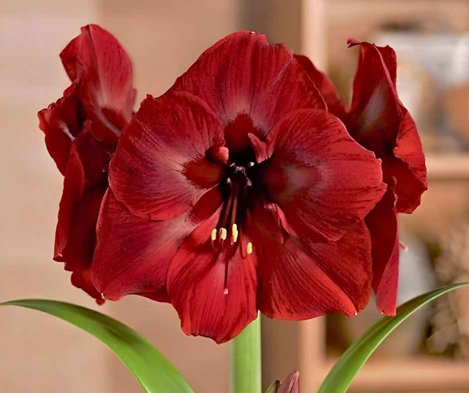 Red Diva Amaryllis Bulb
