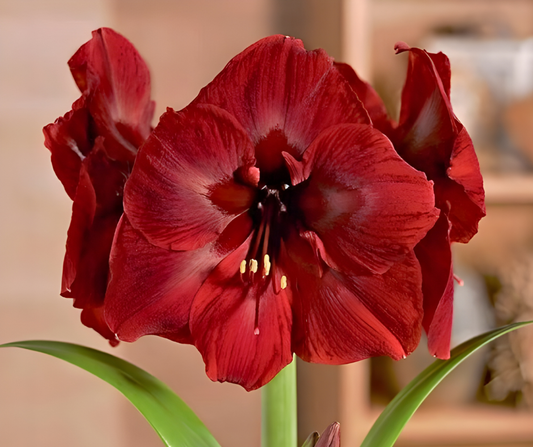 Red Diva Amaryllis Bulb