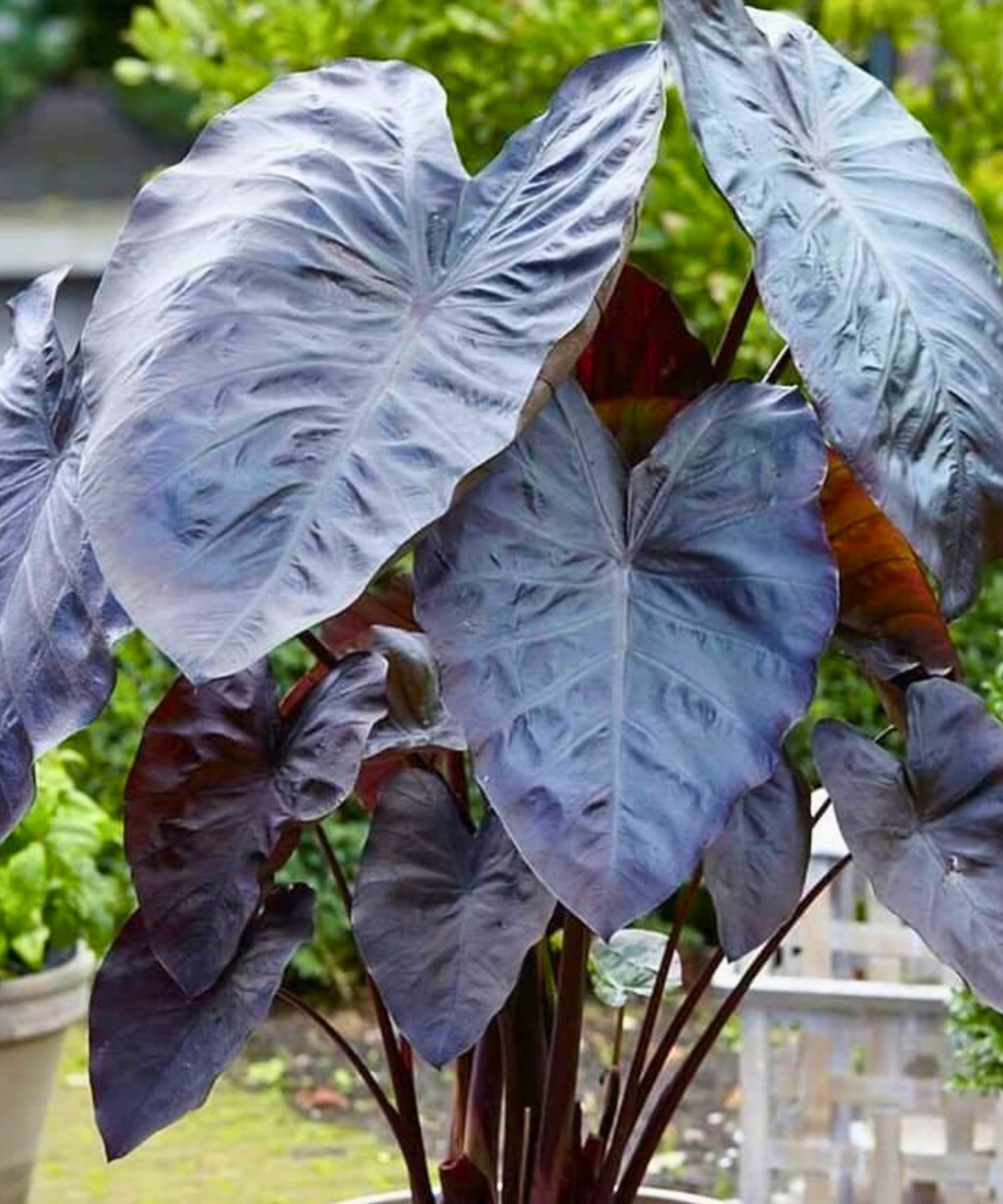 Magic Black Diamond Head Elephant Ear Bulb