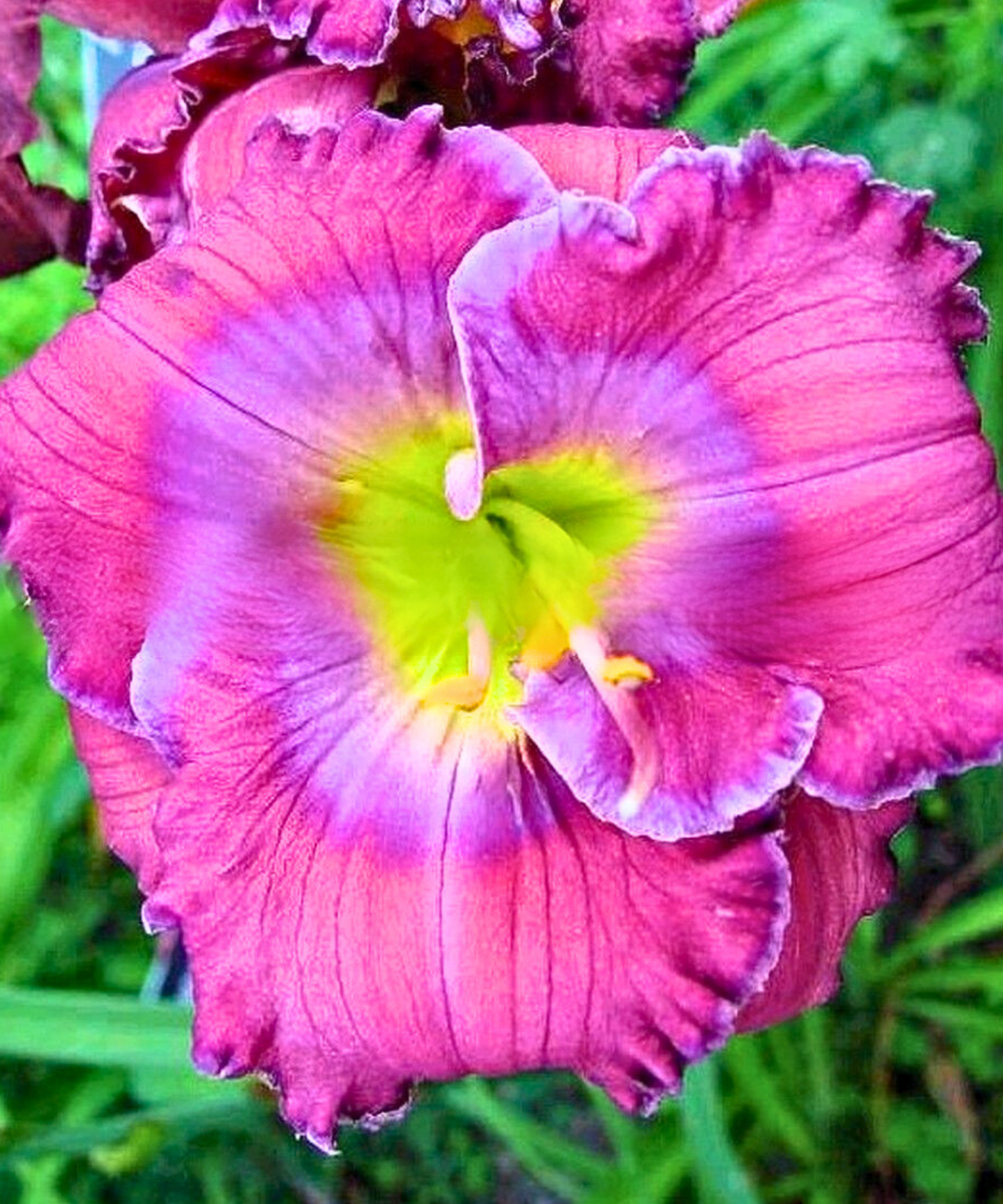 Lavender Blue Daylily