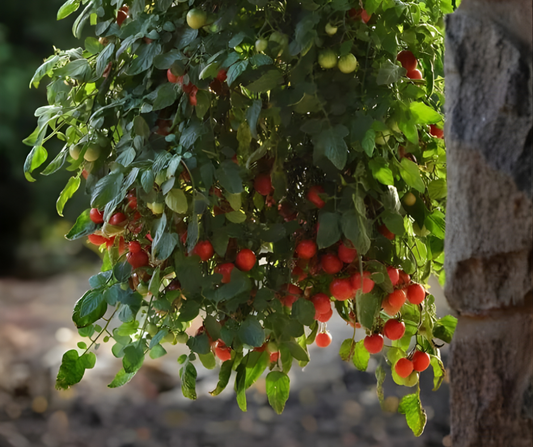 Topsy Tom Tomato Hanging Basket