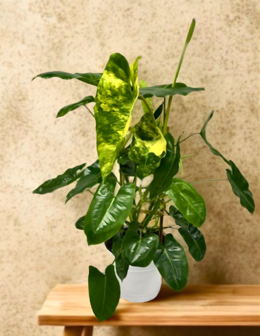 Variegated Burle Marx Philodendron