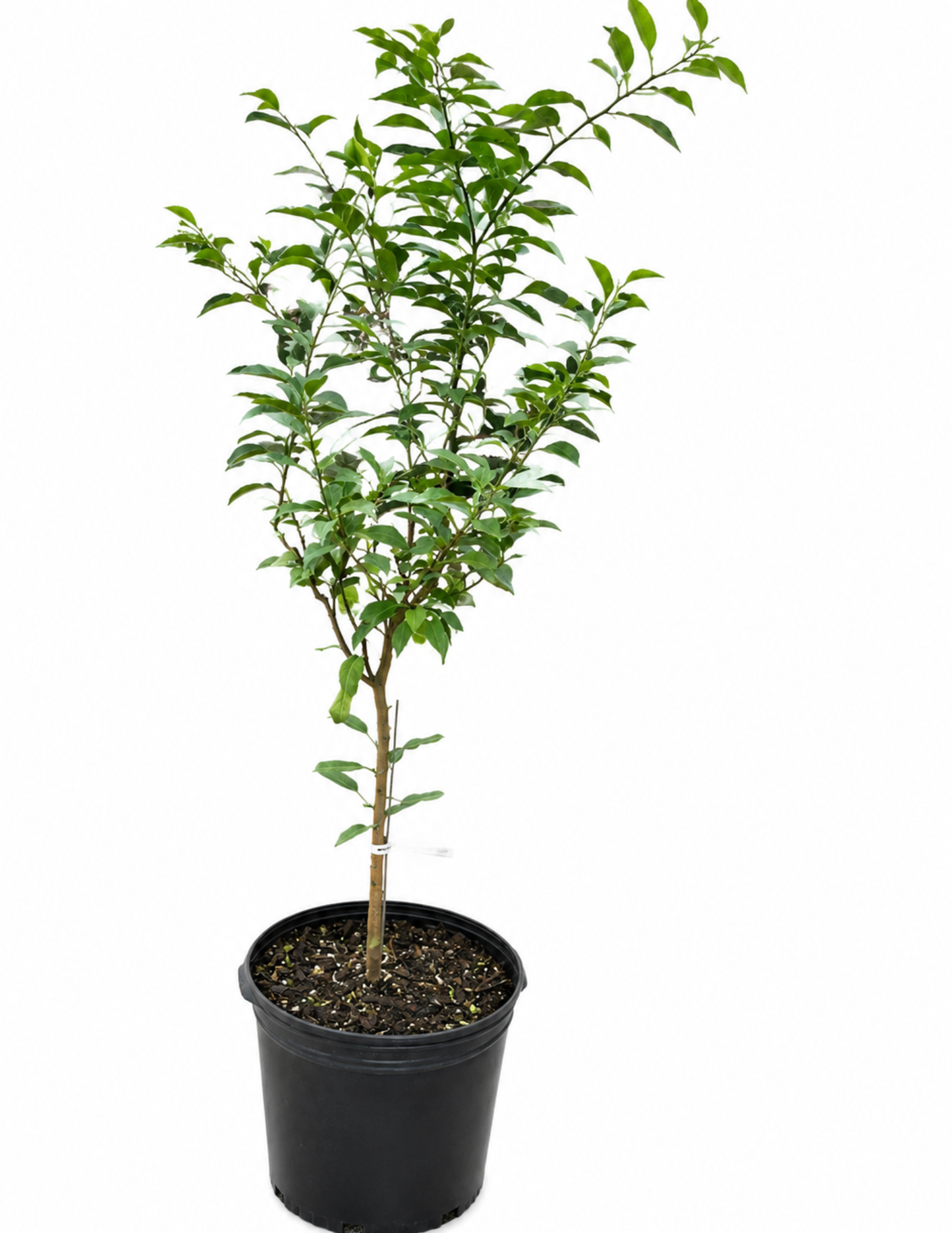 Yuzu Lemon Tree - Super Cold Hardy!