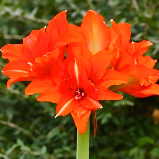 Celica Amaryllis Bulb