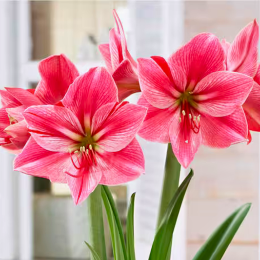 Gervase Amaryllis Bulb