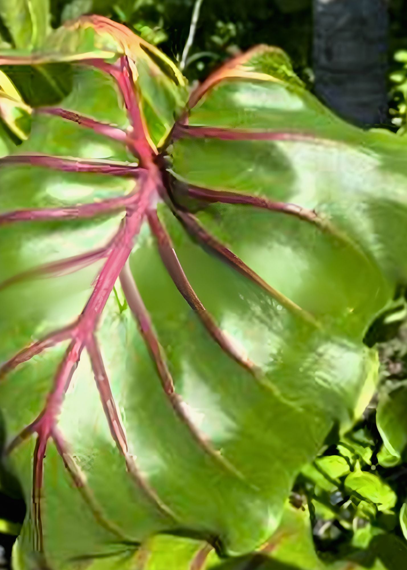 Pharoh's Mask Elephant Ear Bulb