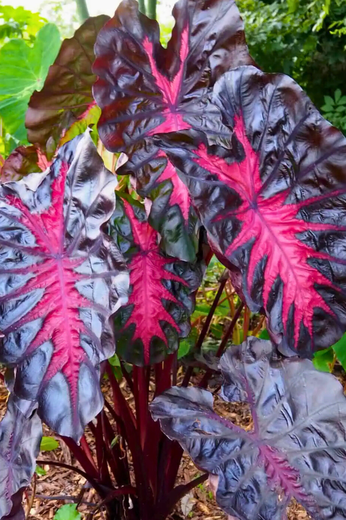 Redemption Elephant Ear Bulb