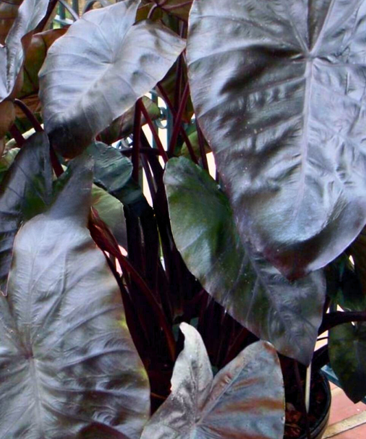 Magic Black Diamond Head Elephant Ear Bulb