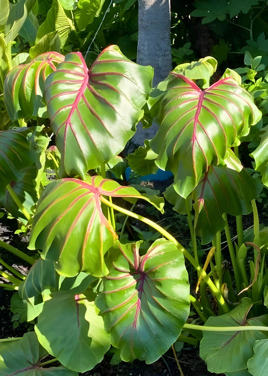 Pharoh's Mask Elephant Ear Bulb