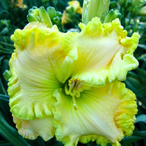 Jared Daylily