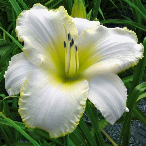 Blizzard Bay Daylily