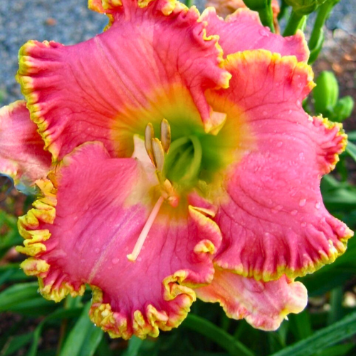 Diva's Choice Daylily