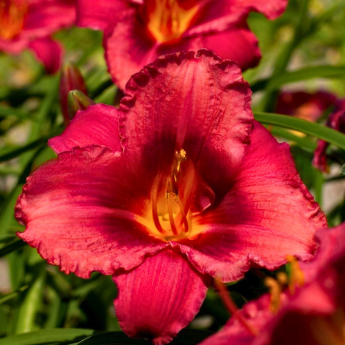 Jazz Dance Daylily