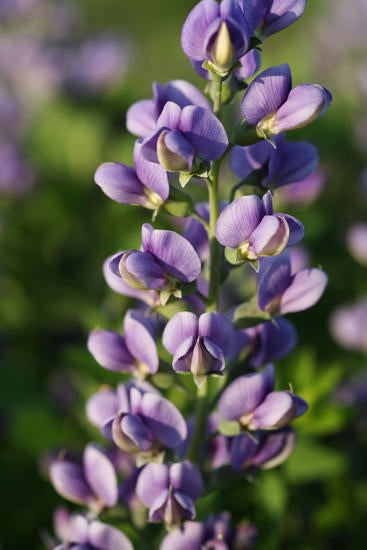 Blueberry Sundae Baptisia