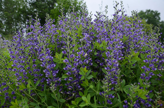 Blueberry Sundae Baptisia