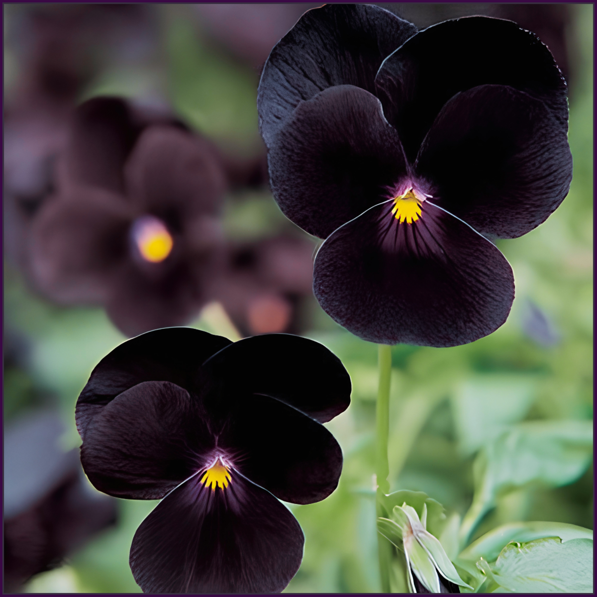 Black Violas