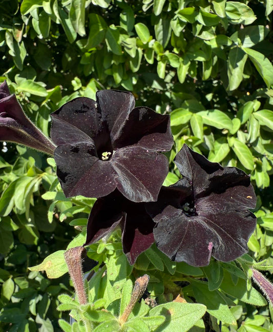 Black Petunia