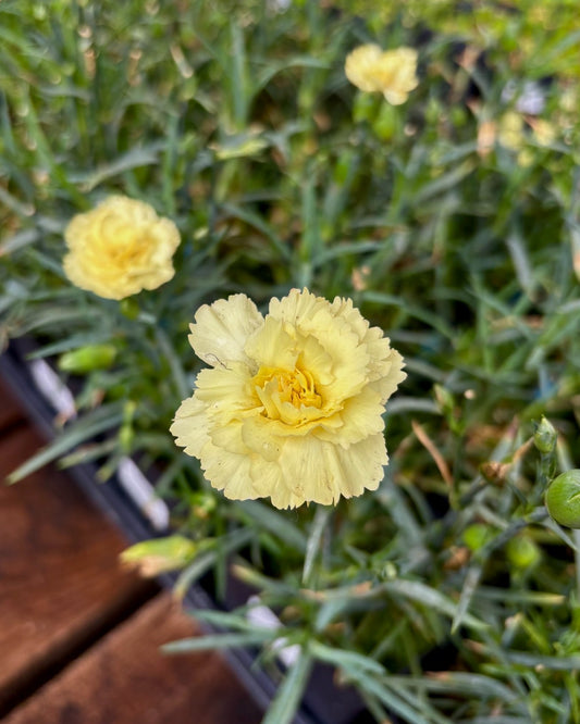 Yellow Bling Bling Dianthus