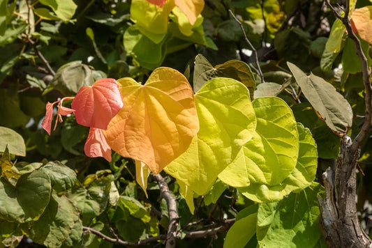 Rising Sun Redbud