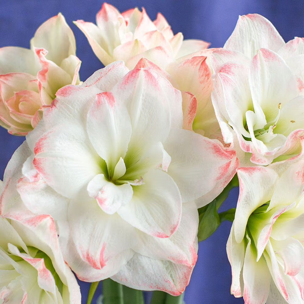 Candy Double White/Red Amaryllis Bulb
