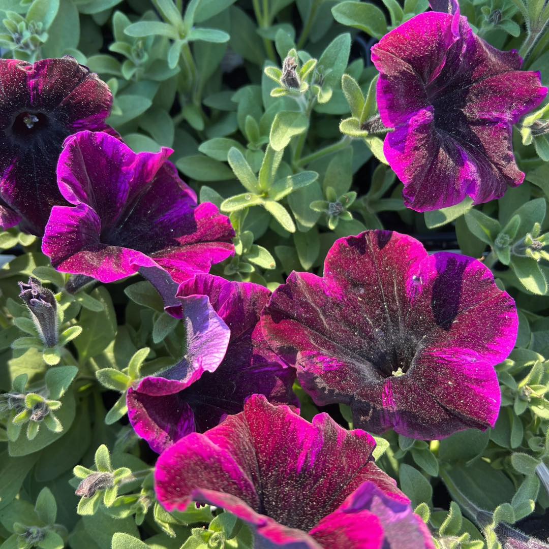 Cosmic Purple Petunia