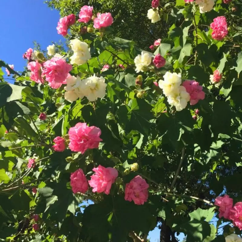 Cotton Candy Hibiscus Mutabilis