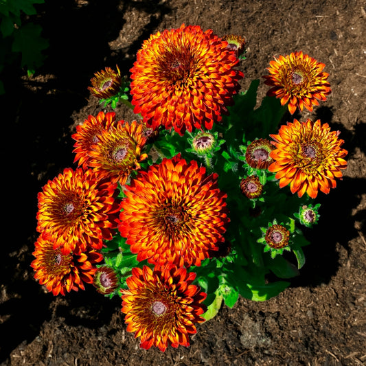 NEW Solar Sisters Cold Hardy Black Eyed Susan