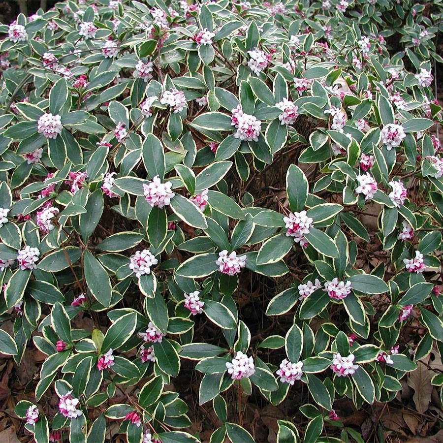 Pink Fragrant Variegated Winter Daphne