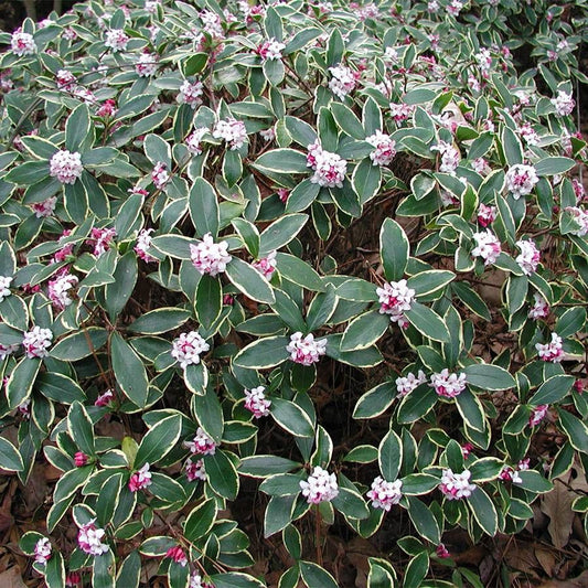 Pink Fragrant Variegated Winter Daphne