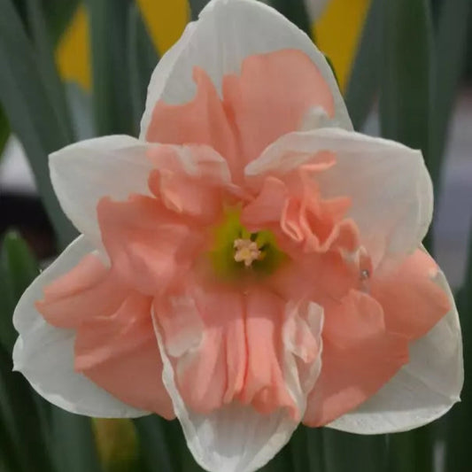 Narcissus Daffodil Raspberry Cream