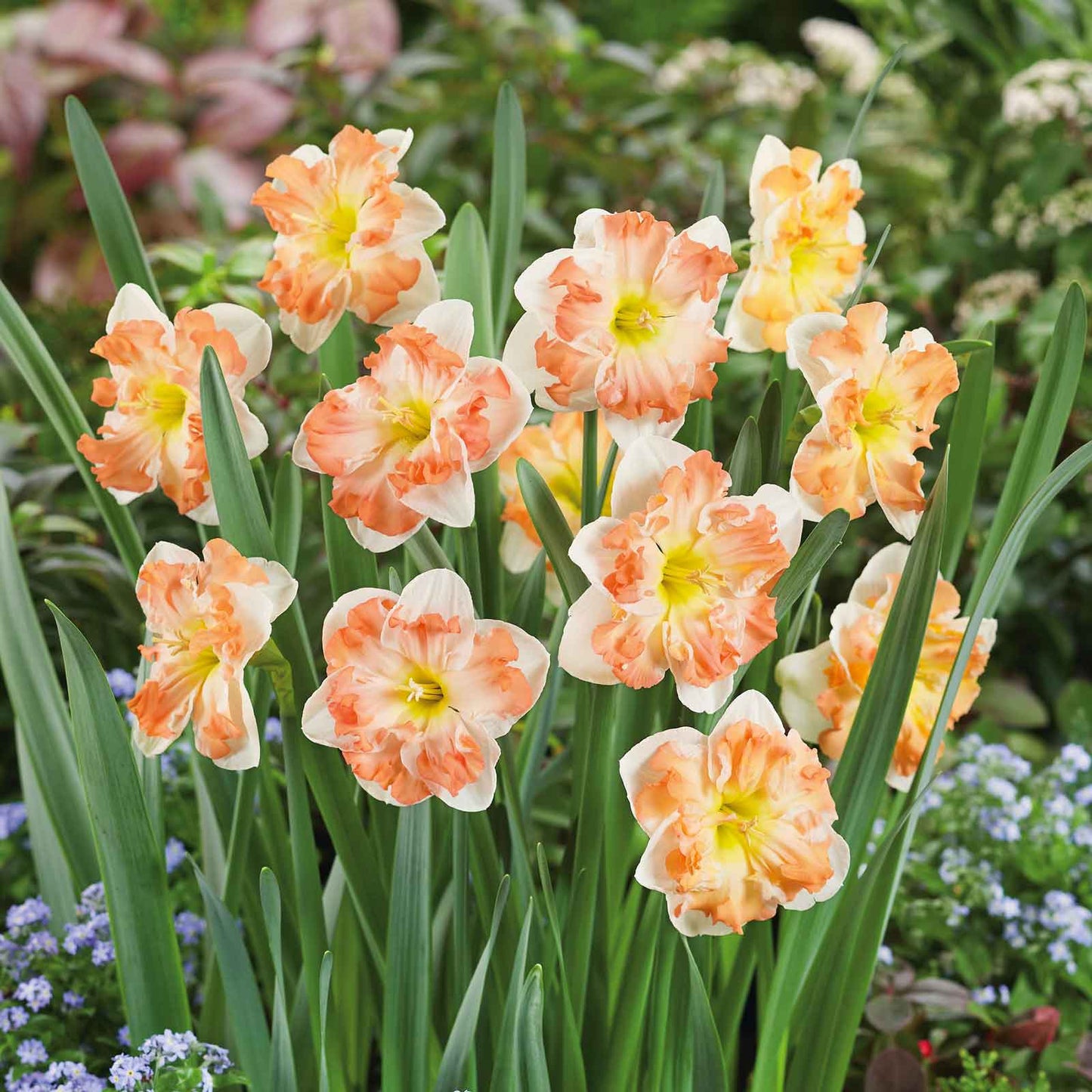 Narcissus ‘Butterfly Sunny Girlfriend’ 🌼☀️