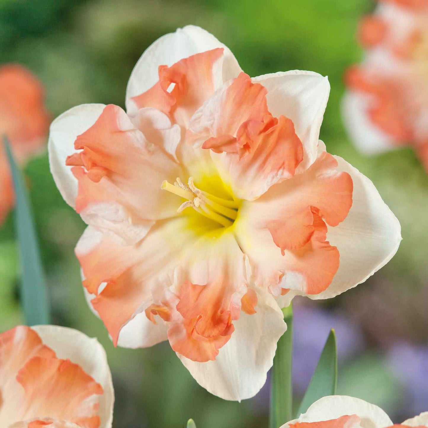 Narcissus ‘Butterfly Sunny Girlfriend’ 🌼☀️