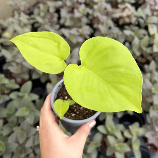 Super Gold Monstera