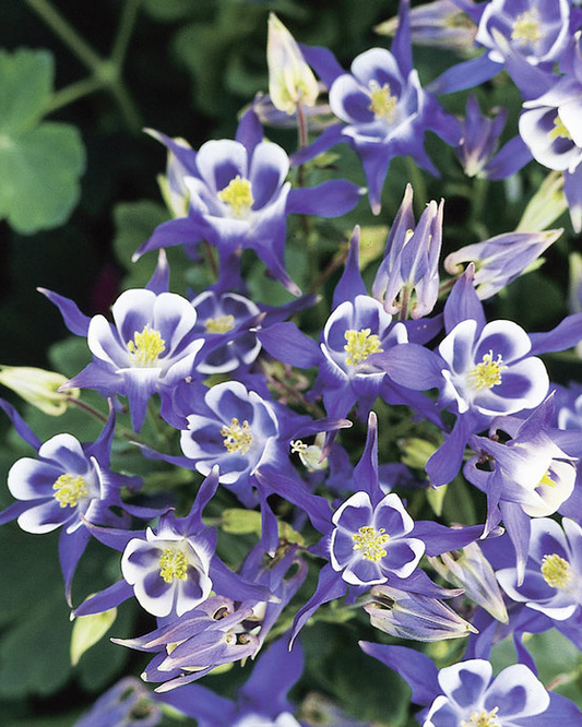 Blue & White Columbine Aquilegia