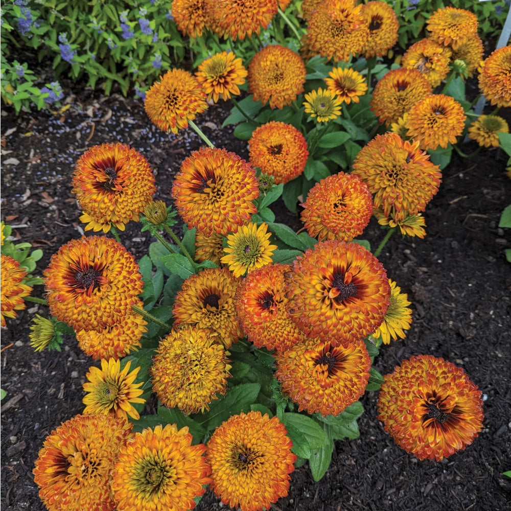 NEW Solar Sisters Cold Hardy Black Eyed Susan