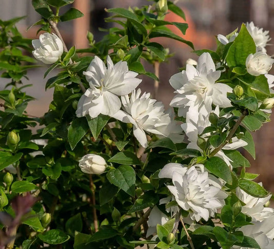 Pearls Of Perfume Mock Orange