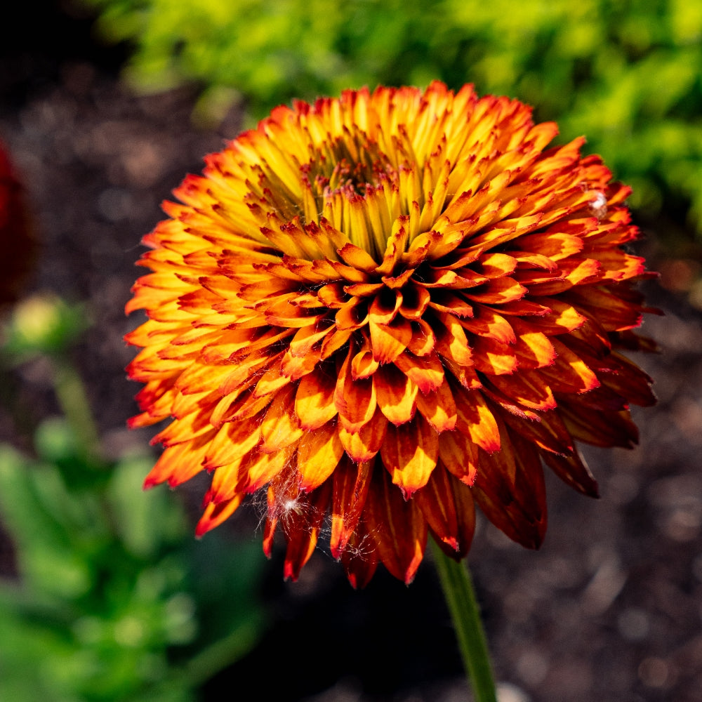NEW Solar Sisters Cold Hardy Black Eyed Susan