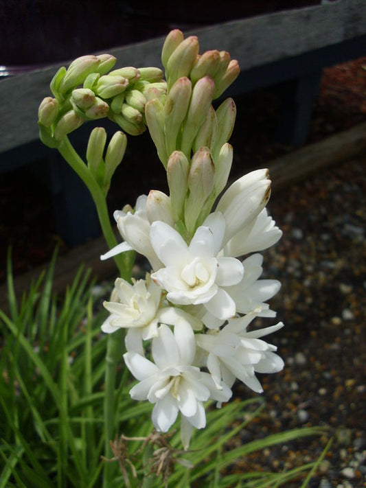 Fragrant Tuberose