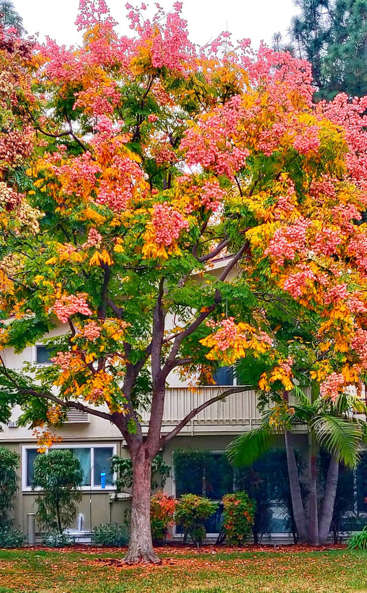 Bougainvillea Golden Rain Tree