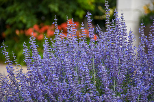 Denim N' Lace Russian Sage