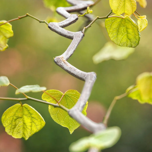 Zig Zag Redbud Tree
