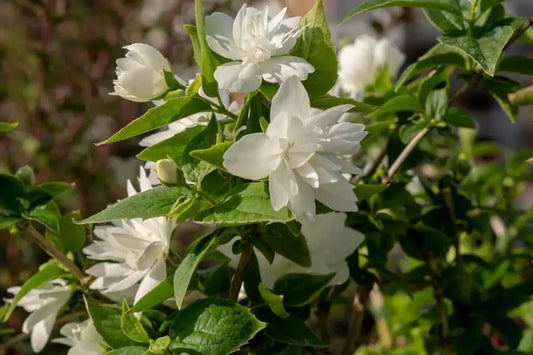 Pearls Of Perfume Mock Orange
