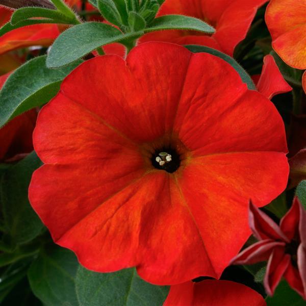 Red Maple Petunia