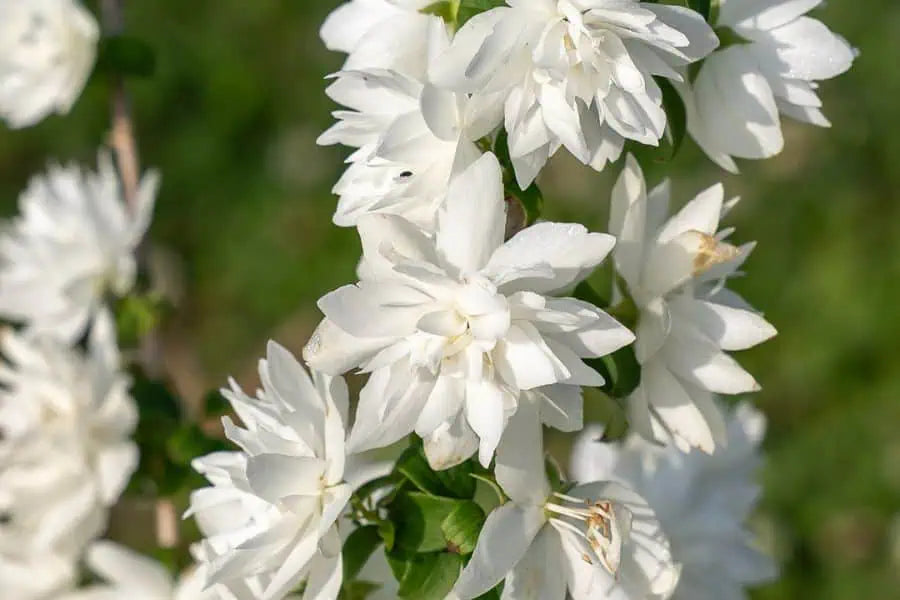 Pearls Of Perfume Mock Orange